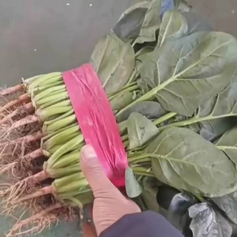 产地货源，量大从优，全国可发货大叶菠菜一件代发营养多汁
