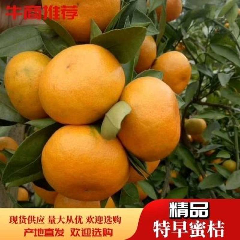 **日期黄岩蜜橘全网低价产地货源，货量充足，随时可聊！