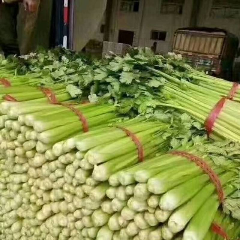 皇后芹菜精品原产地货源充足随时有货，欢迎咨询
