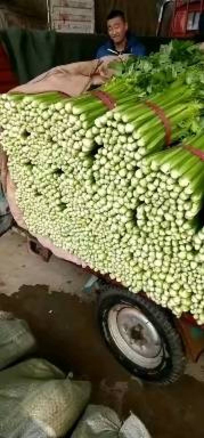 皇后芹菜精品原产地货源充足随时有货，欢迎咨询