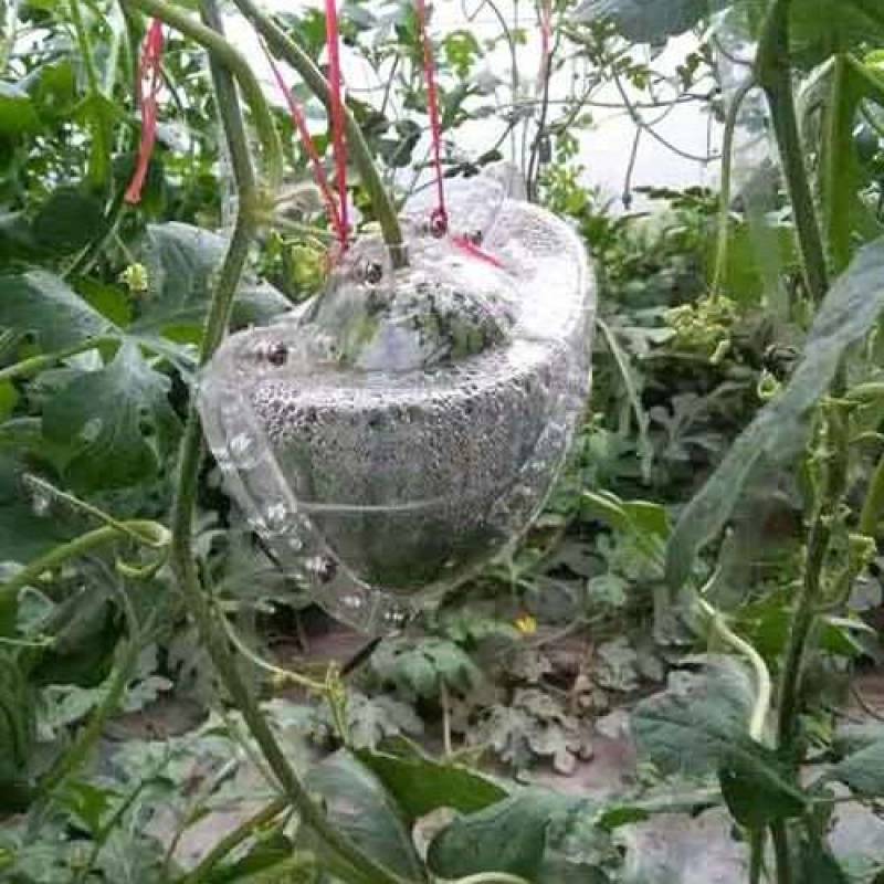 老人常备水果京欣西瓜厂家直销支持拿样一件代发基地发货