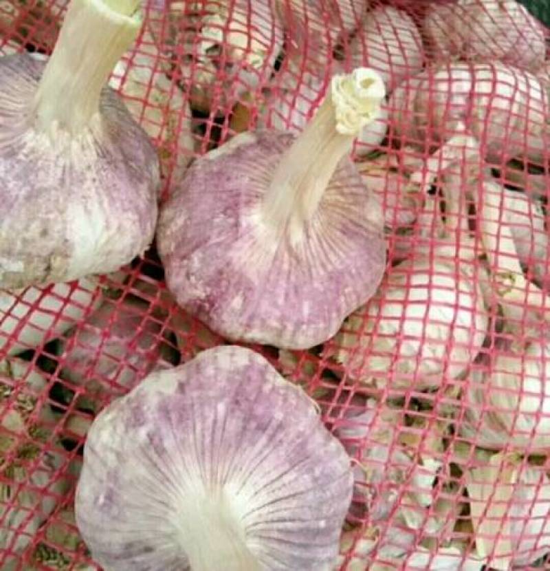 自家果园金乡大蒜常年供货规格齐全欢迎电话咨询
