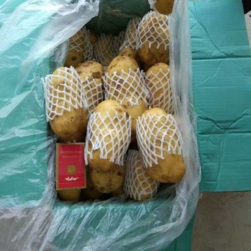 保质保量天然新鲜荷兰十五土豆诚信经营可长期合作