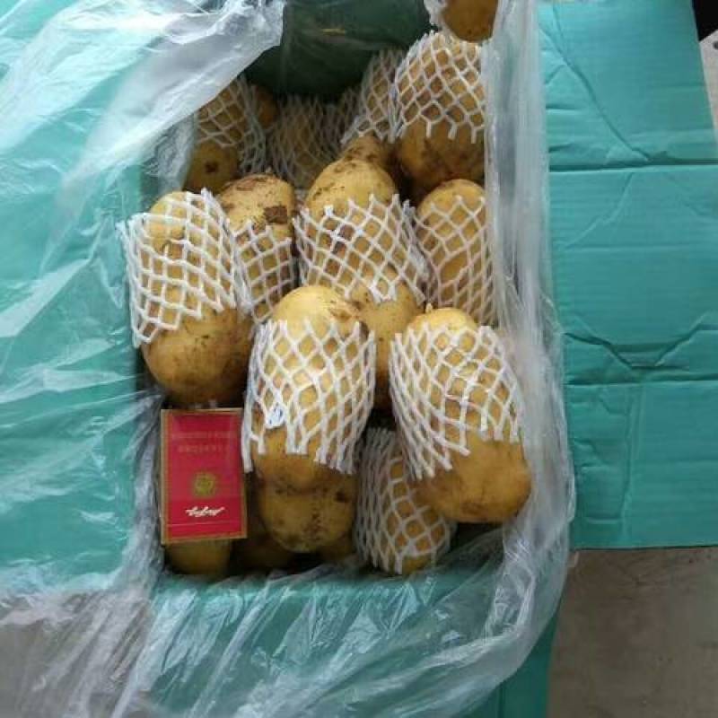 保质保量天然新鲜荷兰十五土豆诚信经营可长期合作