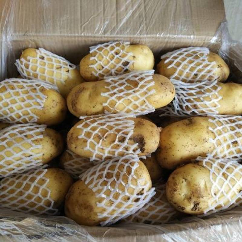 保质保量天然新鲜荷兰十五土豆诚信经营可长期合作