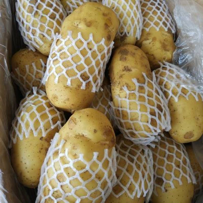 保质保量天然新鲜荷兰十五土豆诚信经营可长期合作