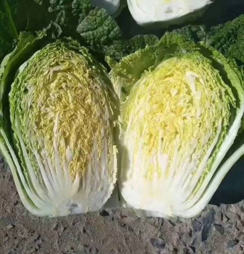 黄心白菜欢迎实地看货保质保量欢迎订购