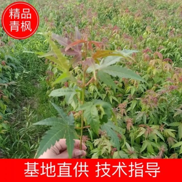 【枫树】青枫青枫苗苗圃直发量大从优提供技术支持
