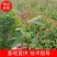 【枫树】青枫青枫苗苗圃直发量大从优提供技术支持