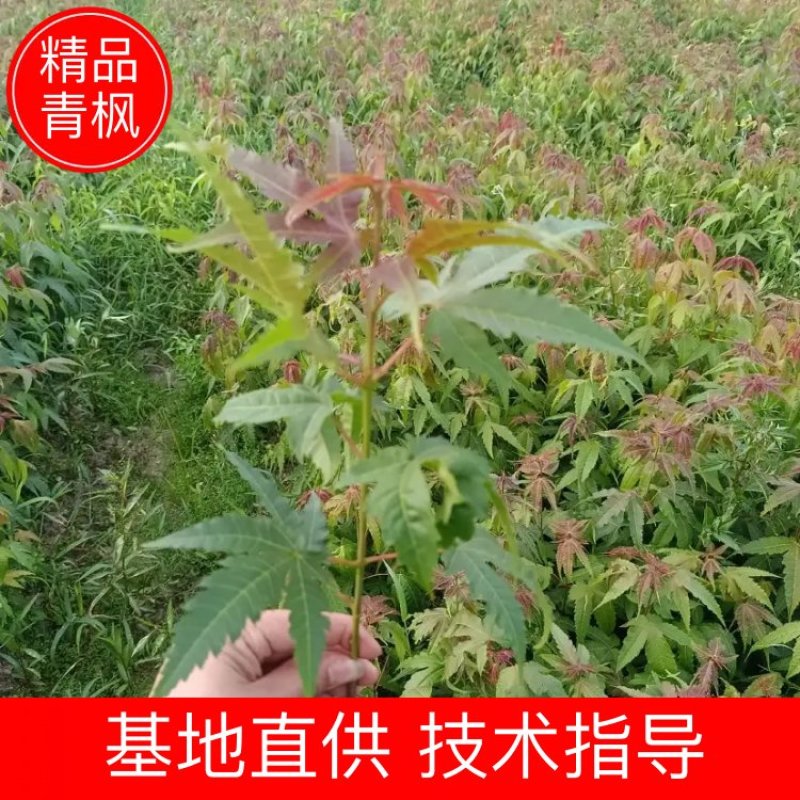 【枫树】青枫青枫苗苗圃直发量大从优提供技术支持