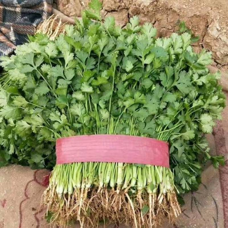 源头供应现货秒发大叶香菜量大价优价格美丽欢迎致电