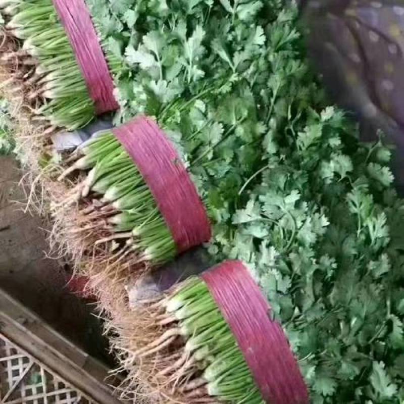 源头供应现货秒发大叶香菜量大价优价格美丽欢迎致电