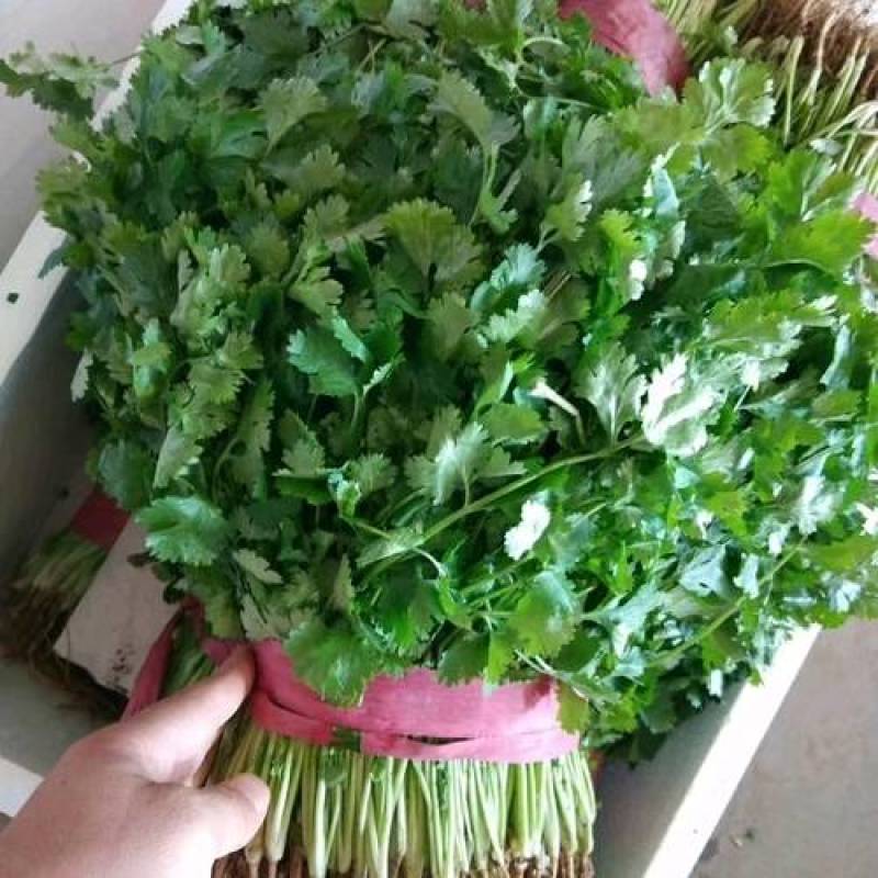 源头供应现货秒发大叶香菜量大价优价格美丽欢迎致电