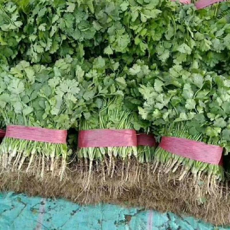 源头供应现货秒发大叶香菜量大价优价格美丽欢迎致电