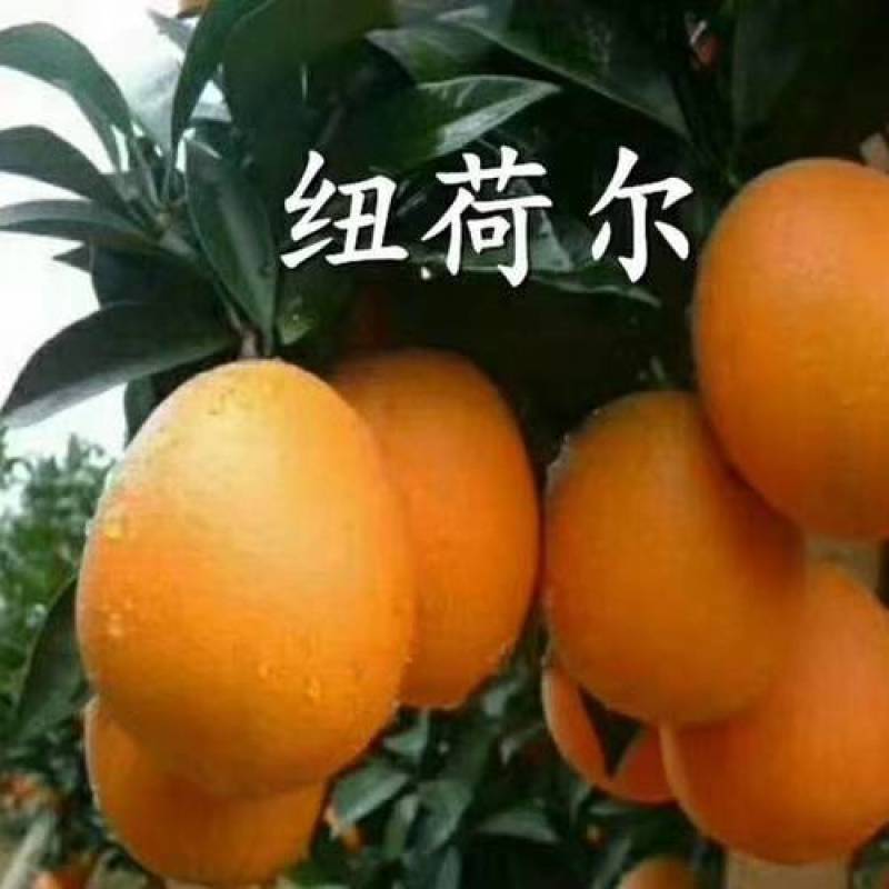 精品原产地秭归脐橙长期有货
