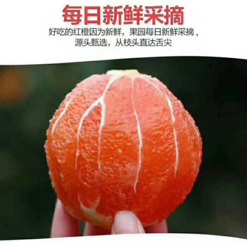 精品原产地秭归脐橙长期有货