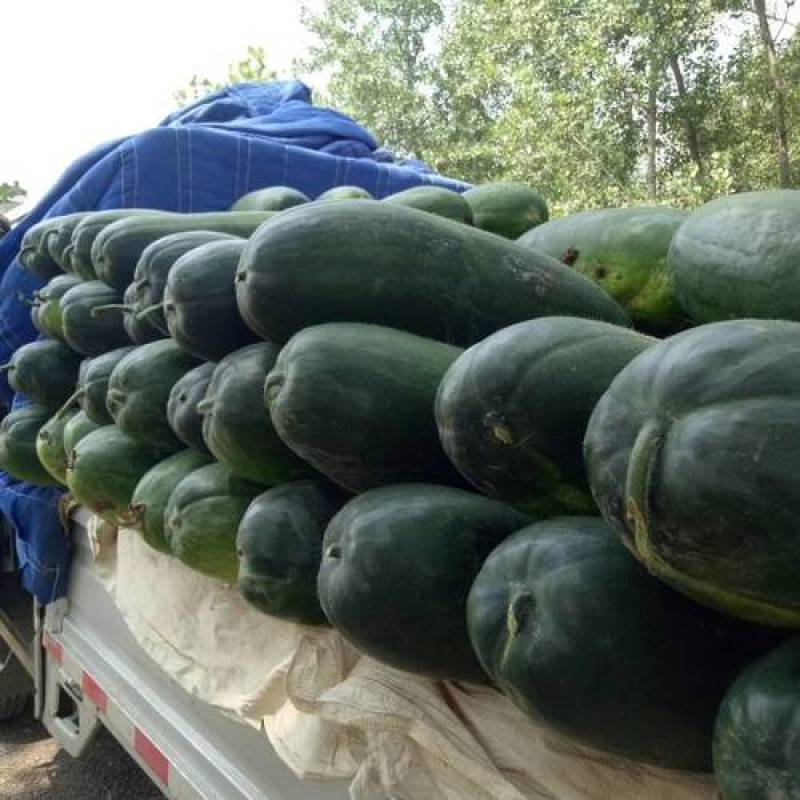 现摘新鲜精品好货源，全网比价格超高性价比冬瓜