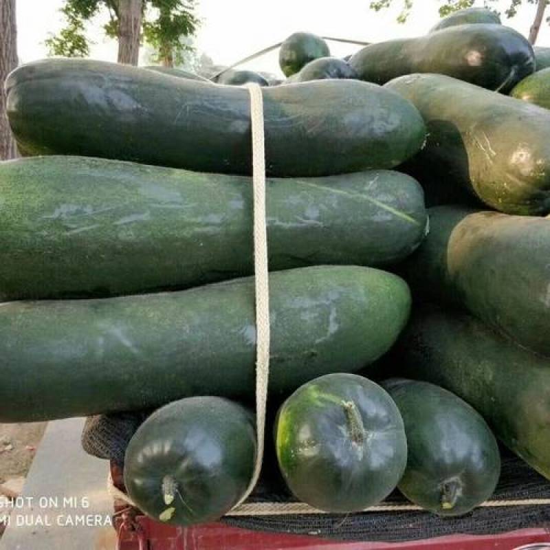 现摘新鲜精品好货源，全网比价格超高性价比冬瓜