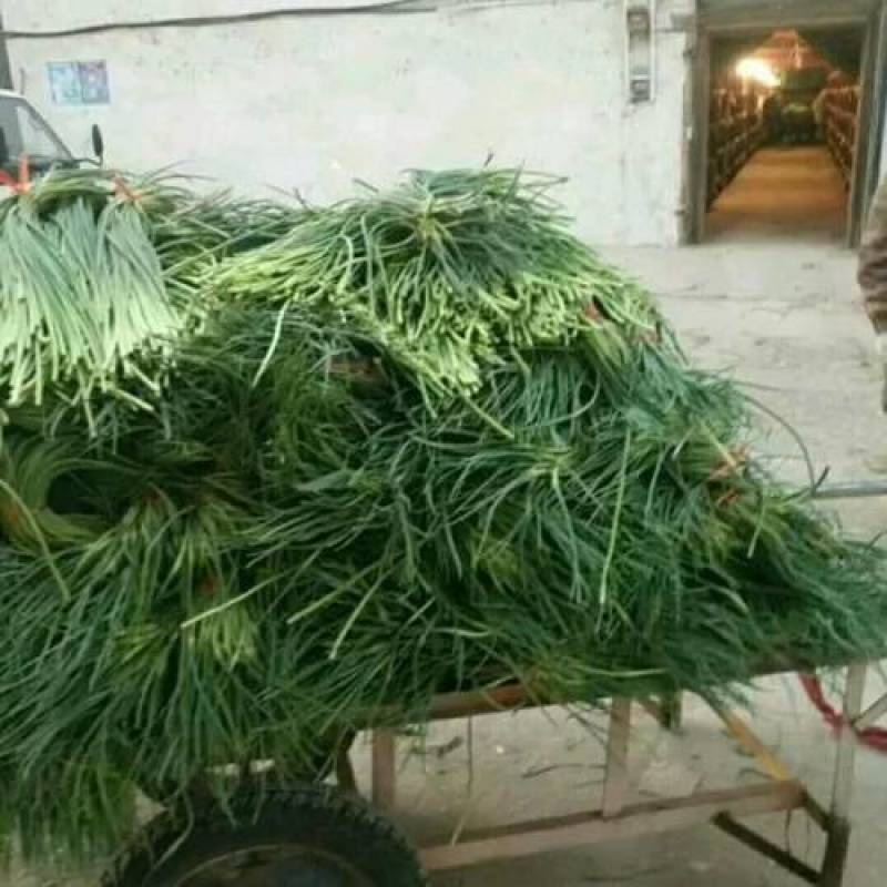 绝对一手保质保量新鲜应季水果产地价格随时有货红帽蒜苔红帽蒜薹