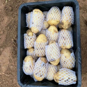 荷兰十五土豆保质保量随时有货孕妇推荐
