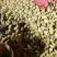 一手货源无添加质量嘎嘎好荷兰十五土豆正品一手货源