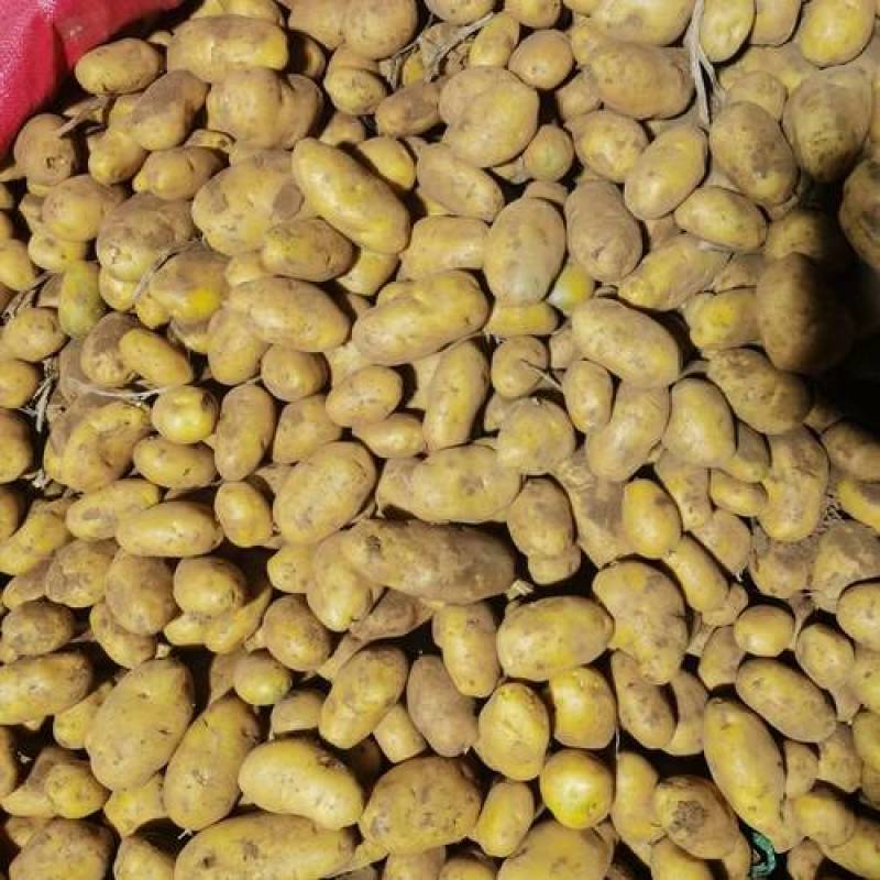 一手货源无添加质量嘎嘎好荷兰十五土豆正品一手货源