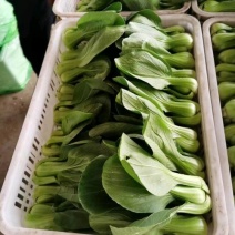 货量充足，量大从优，静候您的电话正品保障长期有货上海青