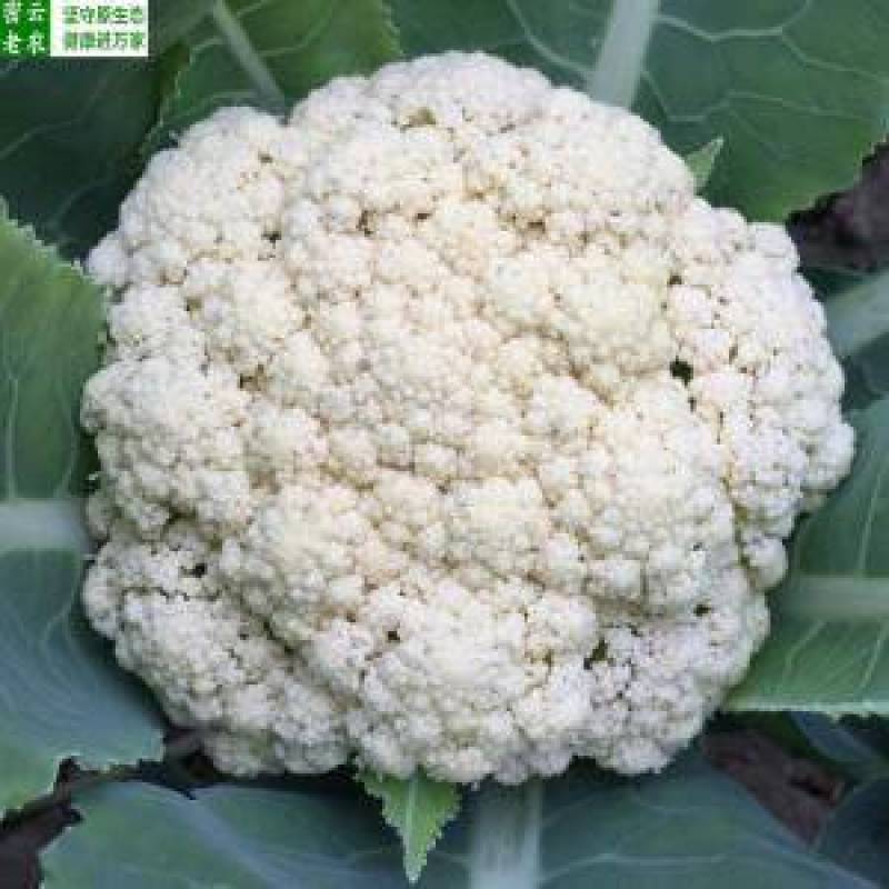 白面有机松花菜精品全网低价原产地一手货源超低价格