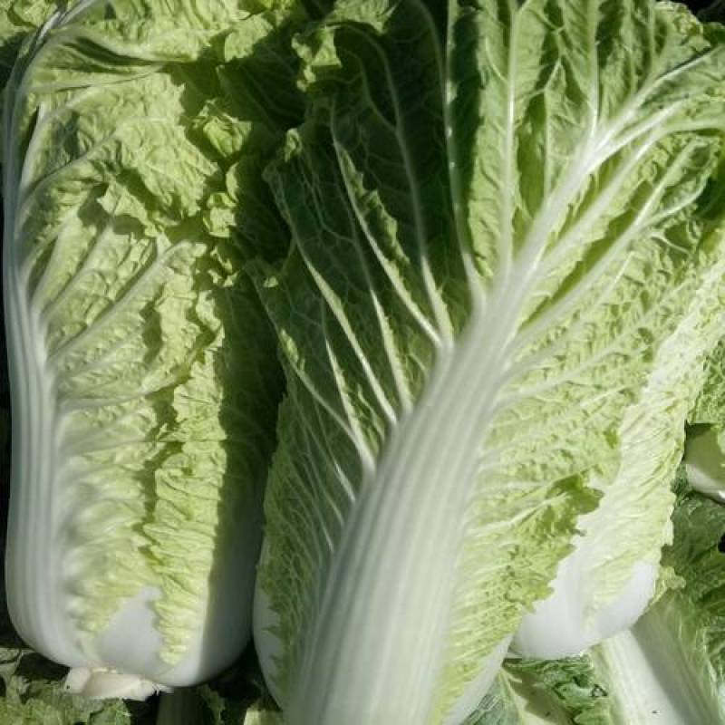 北京新三号白菜一手货源保质保量家中孩子常备水果