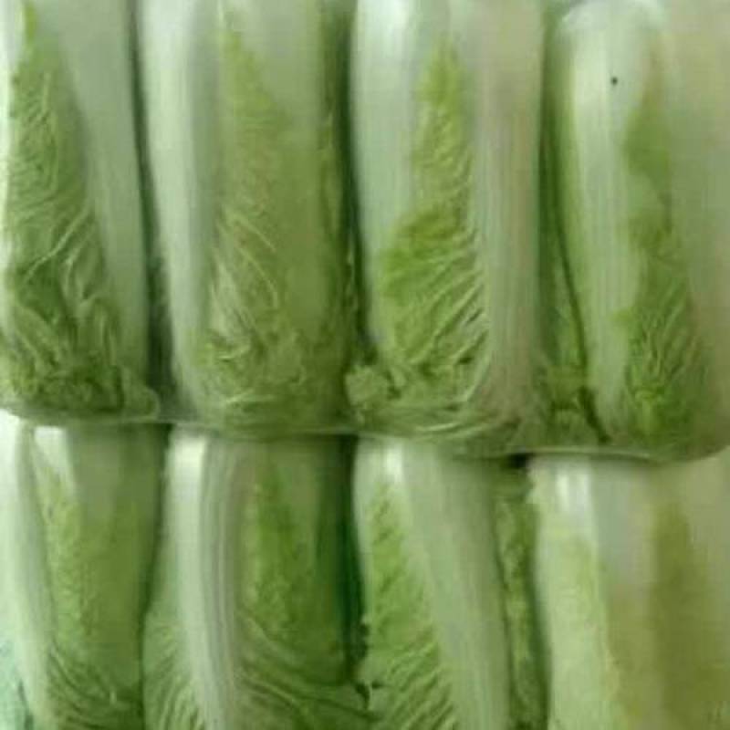 下单秒发欢迎联系北京新三号白菜北京3号白菜保质保量