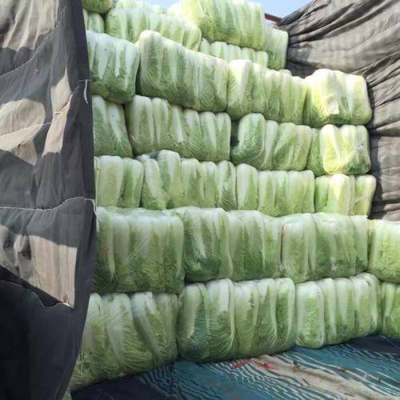 下单秒发欢迎联系北京新三号白菜北京3号白菜保质保量