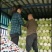 北京三号白菜正品保障一手货源对接商城及市场