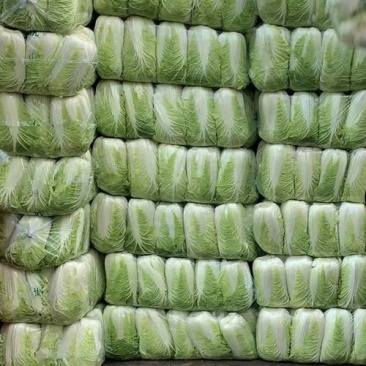 老人常备精品源头货源一手价格无中间商北京新三号白菜