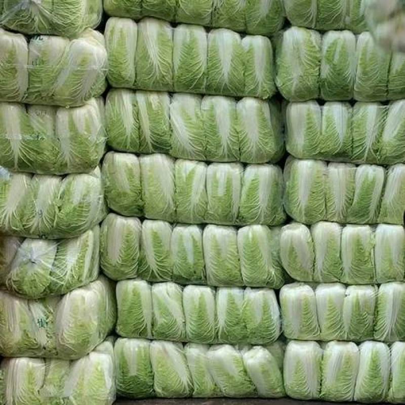 老人常备精品源头货源一手价格无中间商北京新三号白菜
