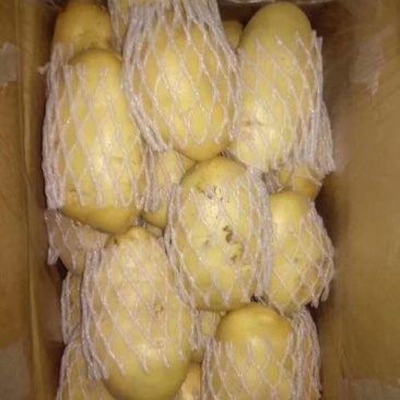 荷兰十五土豆原产地一手货源超低价格顺丰冷链空运现摘新鲜