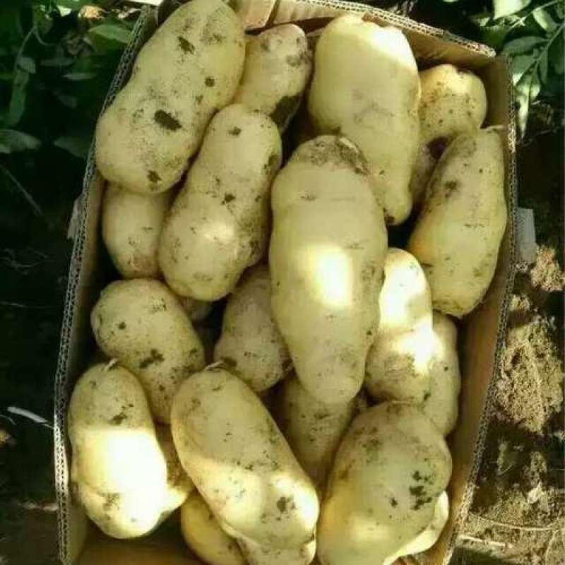 荷兰十五土豆原产地一手货源超低价格顺丰冷链空运现摘新鲜