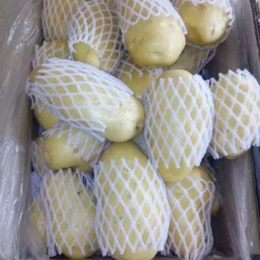 营养多汁货源充足随时有货，欢迎咨询荷兰十五土豆欢迎联系
