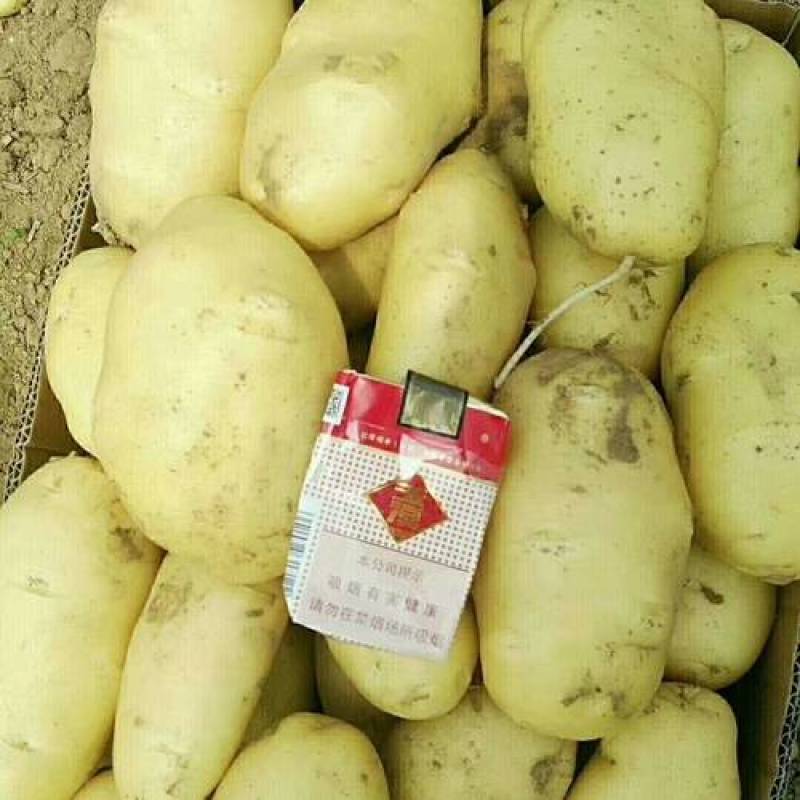 保质保量荷兰十五土豆自家果园下单秒发