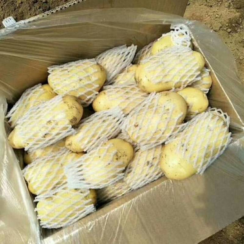 保质保量荷兰十五土豆自家果园下单秒发