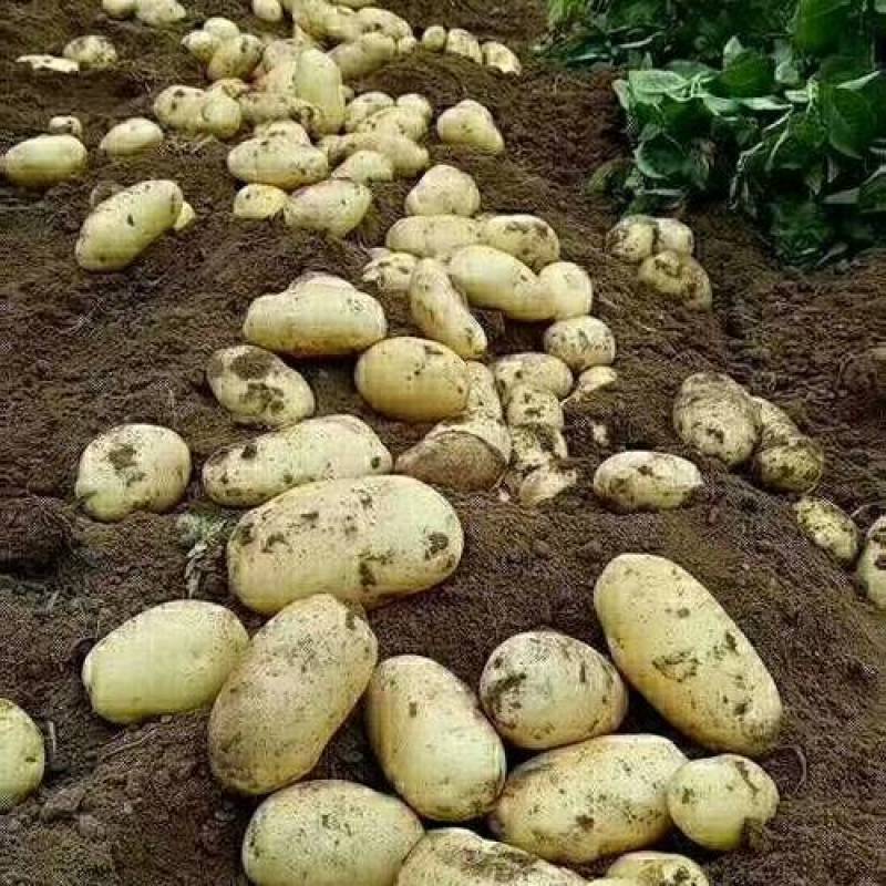 保质保量荷兰十五土豆自家果园下单秒发