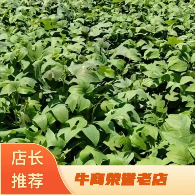 马褂木苗，基地直供，包成活率，欢迎致电联系咨询。