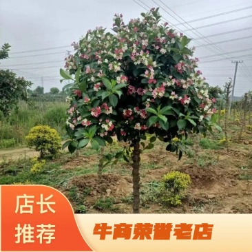 五彩锦带，基地直供，量大从优，欢迎致电联系。
