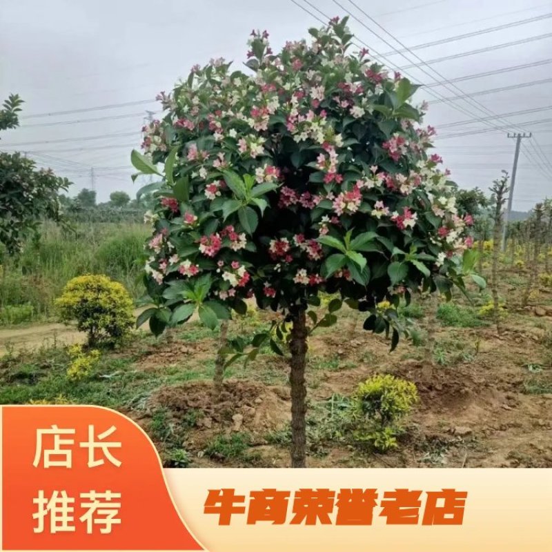 五彩锦带，基地直供，量大从优，欢迎致电联系。