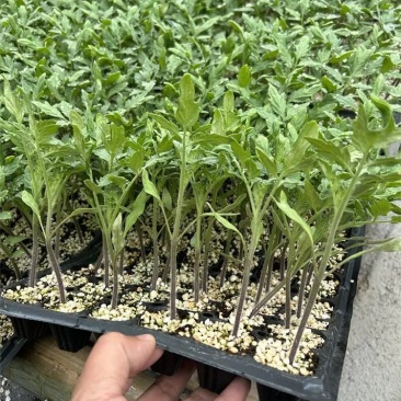 越冬口感番茄种苗大田露天拱棚种植抗病强根须发达抗病强高产