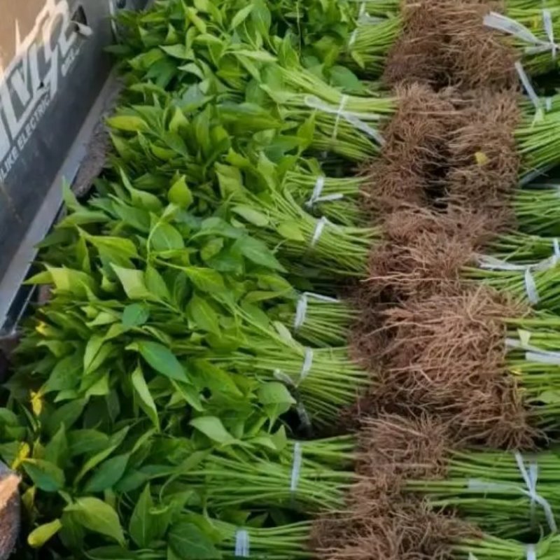 辣椒苗，朝天椒苗，小米椒苗，单生大果朝天椒苗，免费技术指导