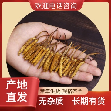 虫草热销中现货秒发24小时在线服务品质正品无忧购买