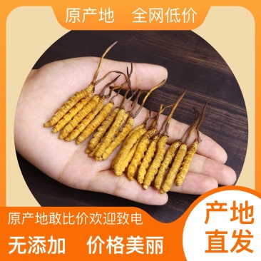 正品西藏那曲冬虫夏草，精品虫草品质保证欢迎咨询订购
