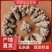 当季新货三七各种规格一手货源各种药材