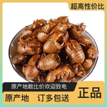 蝉蜕批发量大价更优长期供应原产地直销