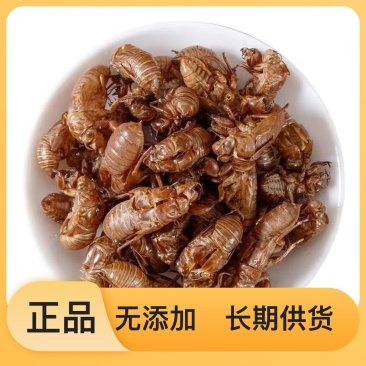 长期供应优质蝉蜕产地直发保质保量无忧选购